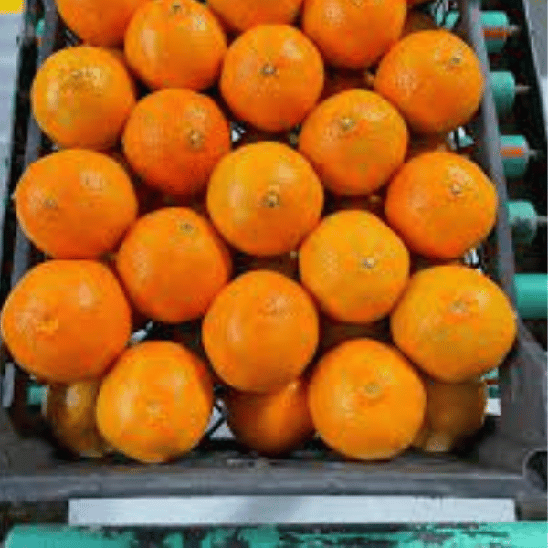 برتقال طازج بجودة ممتازة